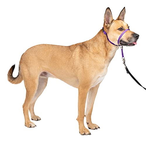 Top 15 Best Anti Jump Dog Harnesses 2022 [Expert’s Reviews]