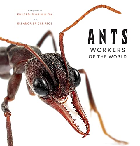 Top 18 Best Ants 2022 [Expert’s Reviews]