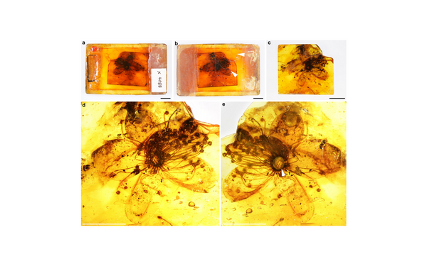 At least 33 million years ago, the largest flower ever discovered was preserved in amber