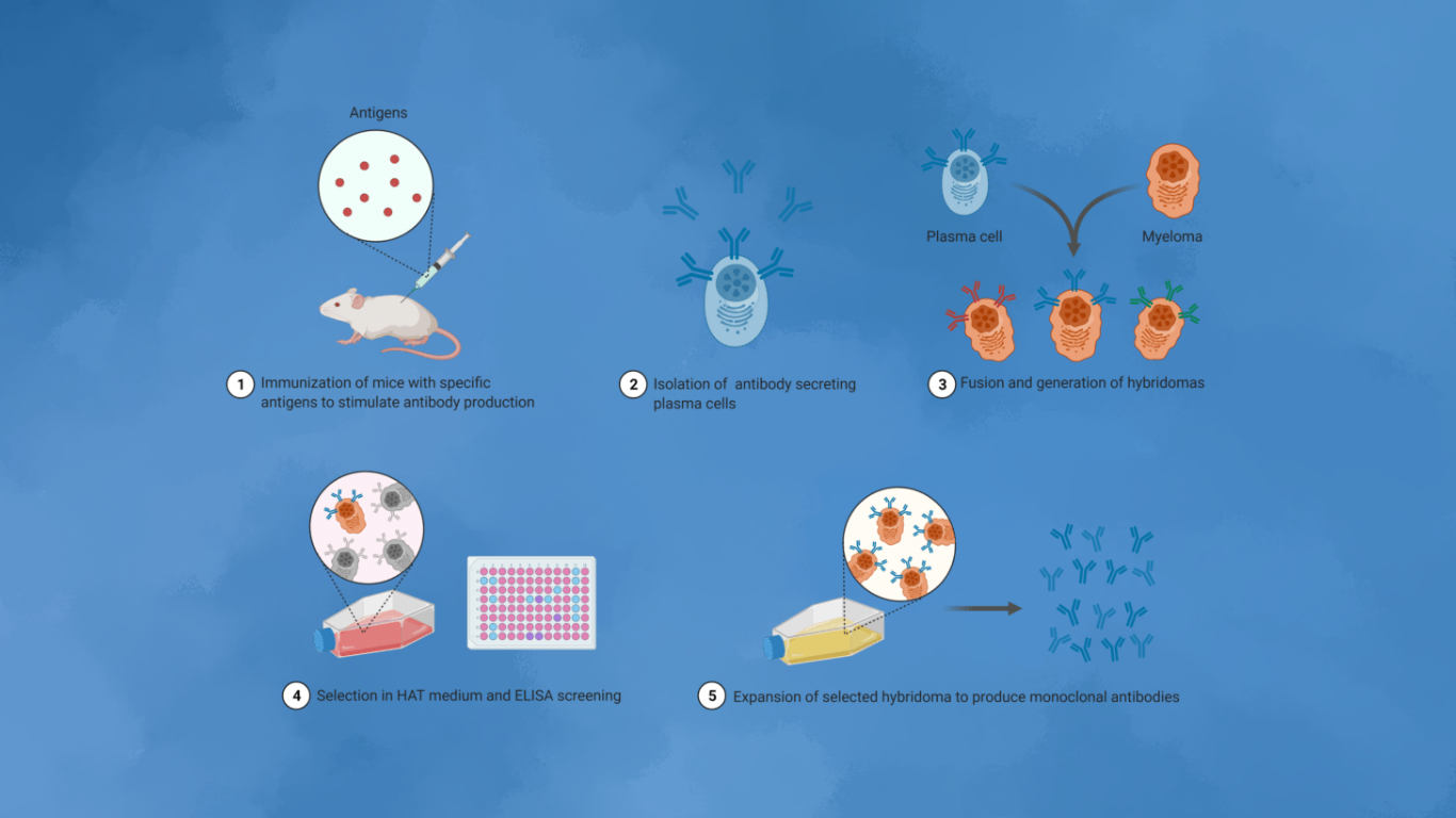 Recombinant Antibody Technology: Transforming Biopharma’s Past Successes and Future Opportunities